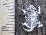 Tiny Belly Toad Figurine - 1" (pewter only)