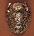 Buffalo Head - Click Image to Close