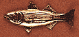 Striped Bass Scatter Pin