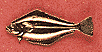 Flounder Scatter Pin