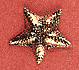 Starfish - Click Image to Close