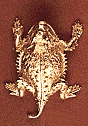 Horny Toad Magnet - 1.5" Horny Toad Magnet - 1.5"