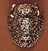 Buffalo Head Buffalo Head