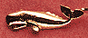 Sperm Whale Scatter Pin