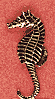 Seahorse