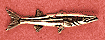 Barracuda Scatter Pin