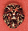 Lion Head
